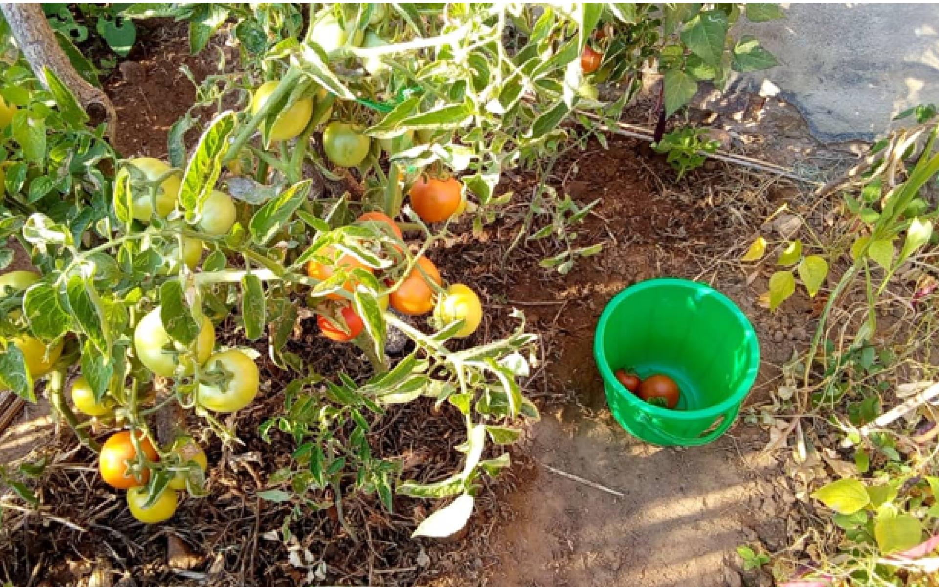 2020_09_25-Malawi-G4-Blog-Dorothy Mapira #4