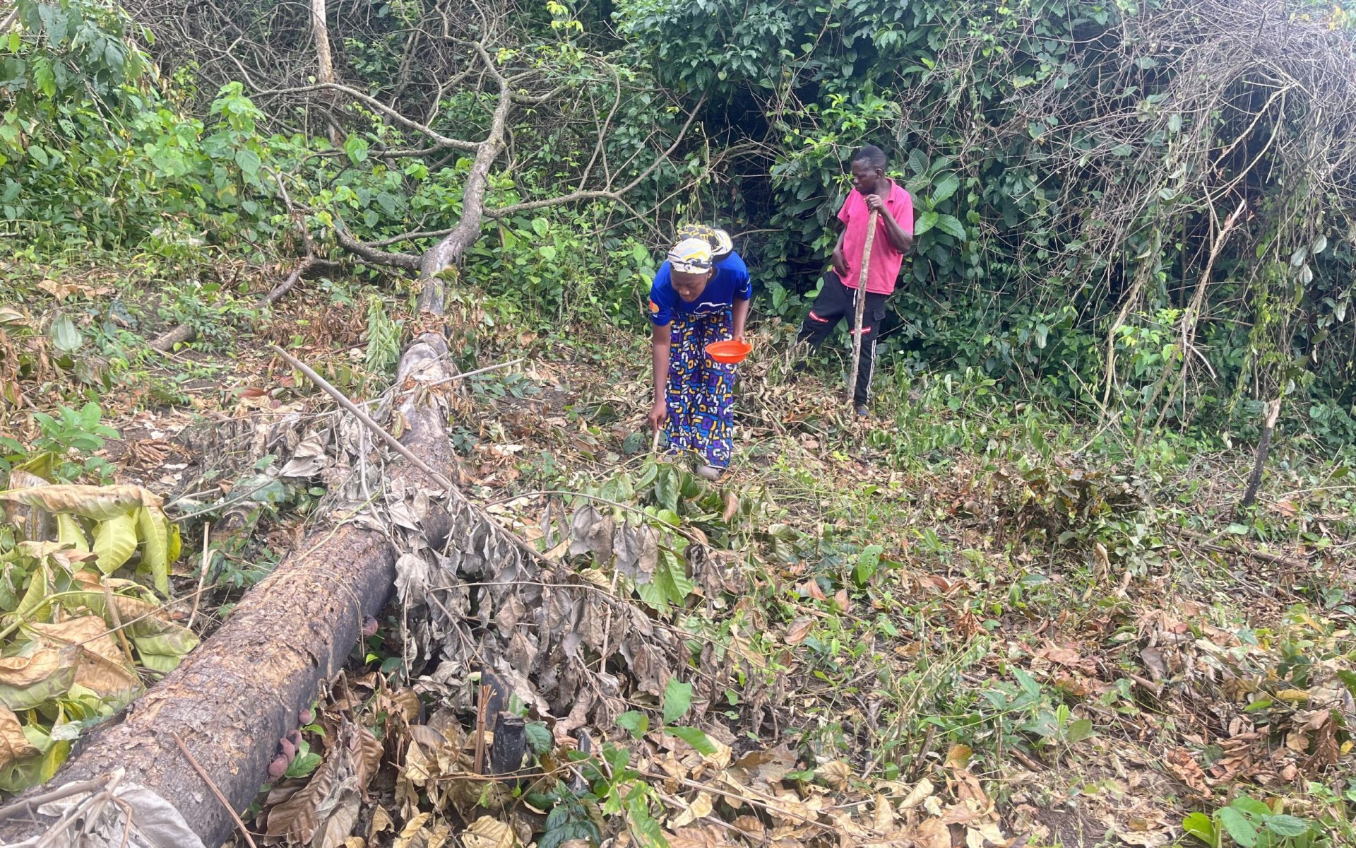 2025_October-Ghana-G4-Blog-Planting and Growing Connections-Linda Kpormasi-Featured