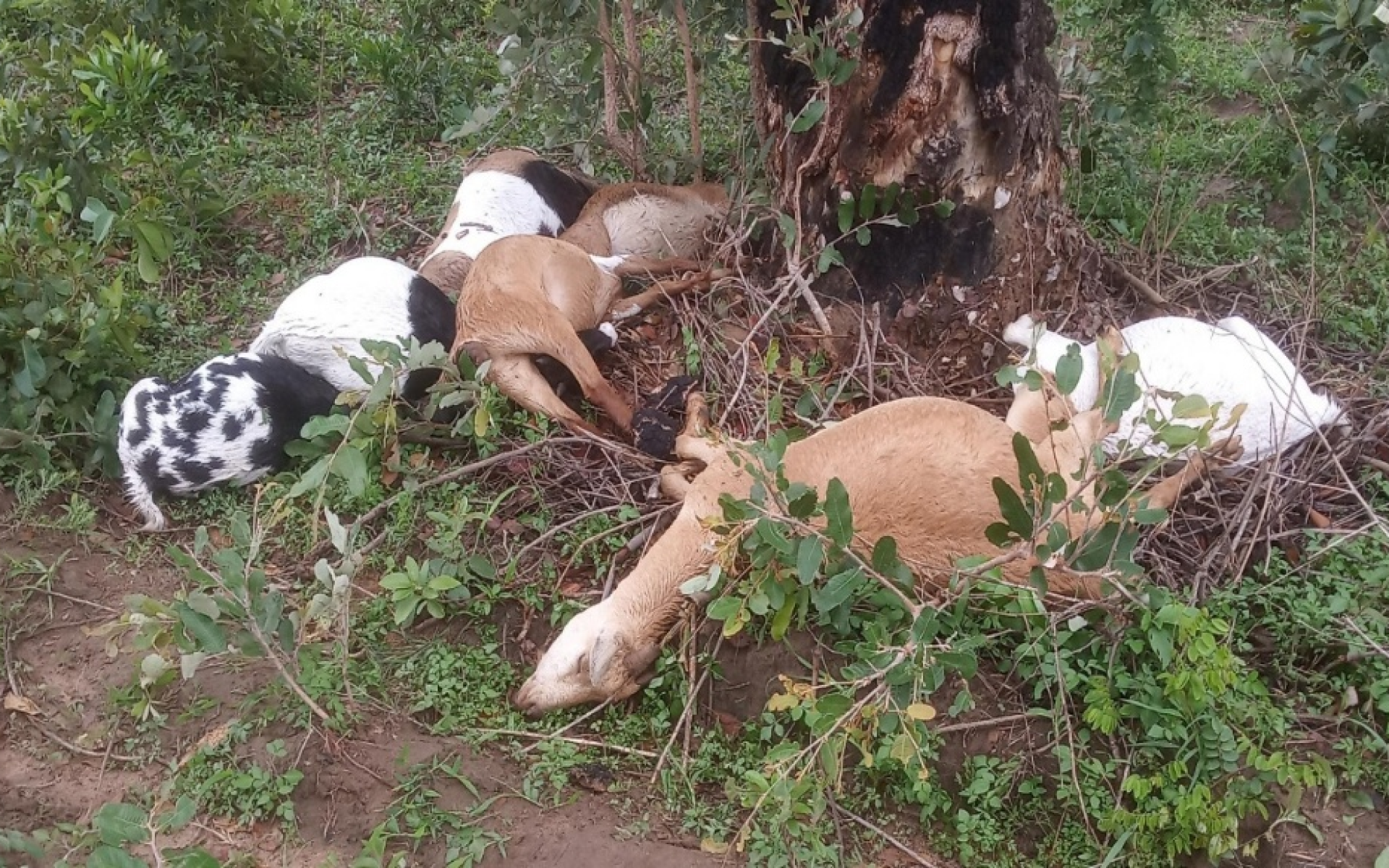 Cornelius, February Blog Picture