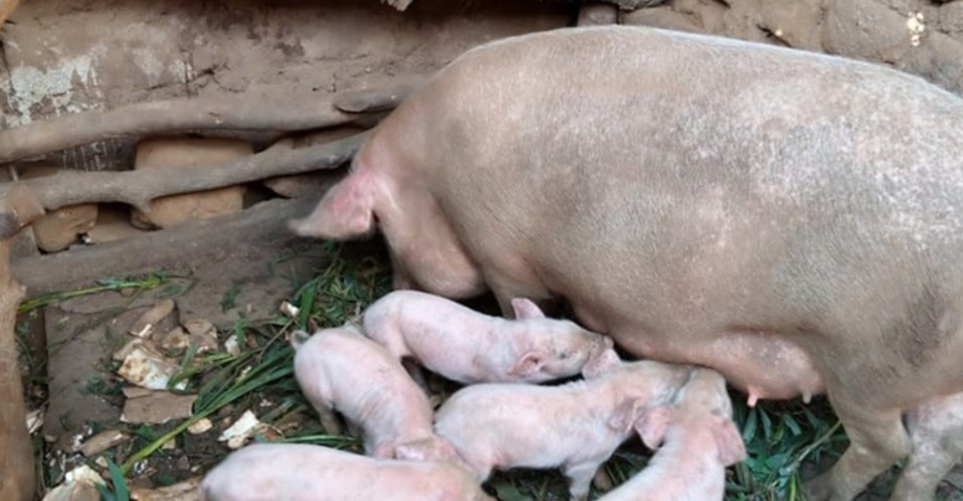 The New Times- Piggery Farming Helps Fight Poverty