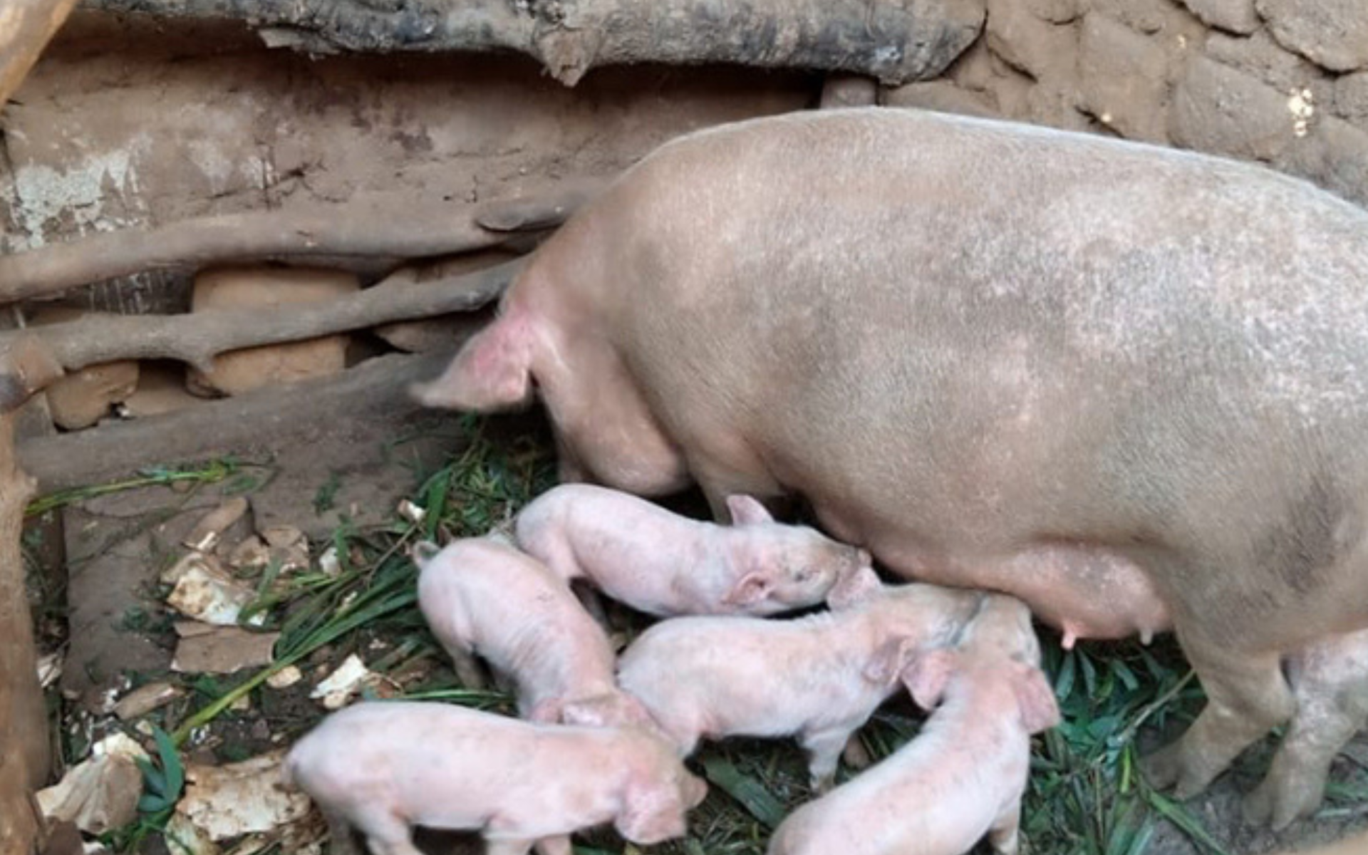 The New Times- Piggery Farming Helps Fight Poverty